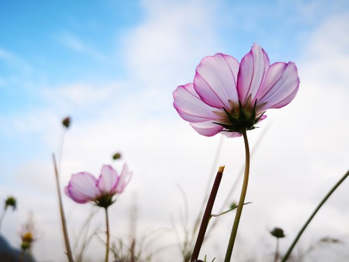 格桑花