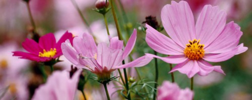 阿里适合养什么花，市花和市树是什么