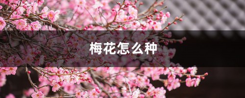 梅花怎么种植和养护，怎么繁殖