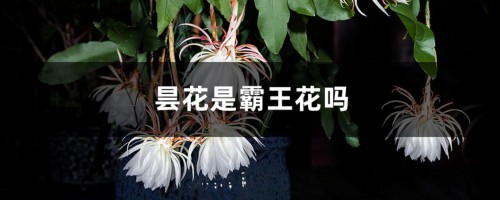 昙花是霸王花吗，是晚上开的吗